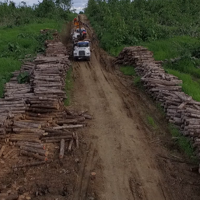 Alfredo Pérez: Tráfico de Madera